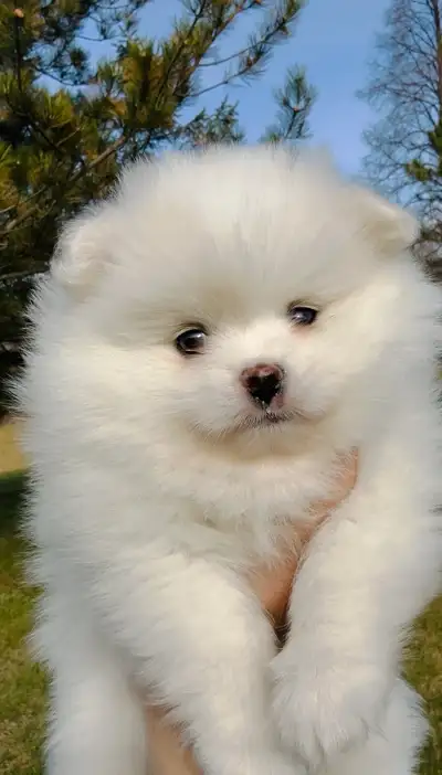 White Pomeranian Puppies, only 1 puppy left, View more