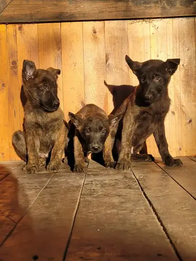 Dutch shepherd puppies avalable!!, View more