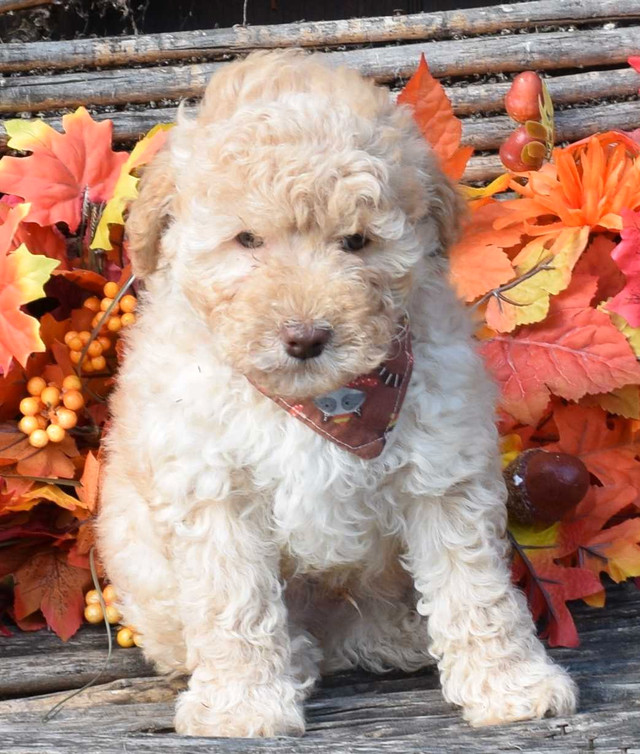 Mini (under 25lbs) Aussiedoodle/Goldendoodle Puppies! in Dogs & Puppies for Rehoming in Quesnel - Image 2