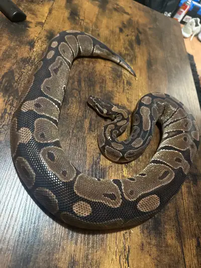 python serpent , View more