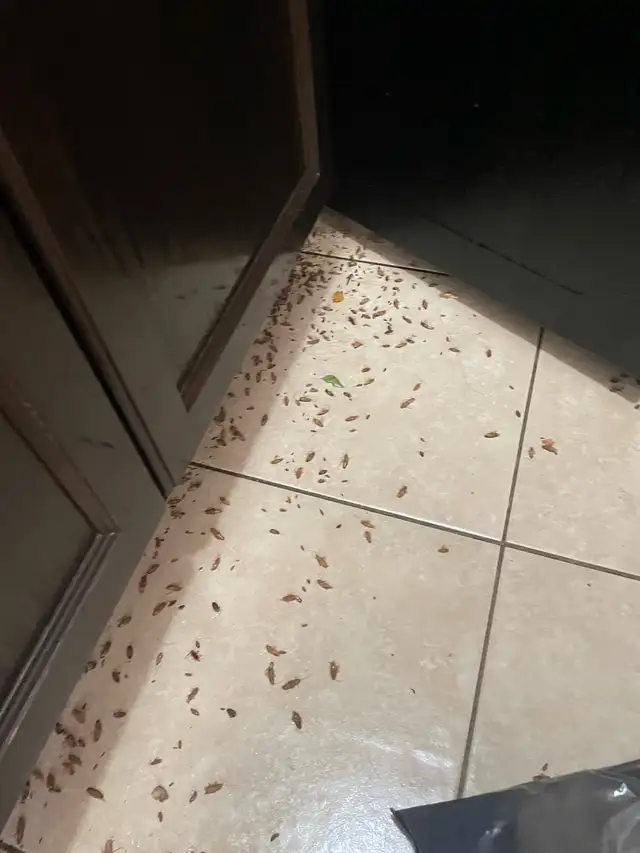 Bedbug Removal Service449688948452904963