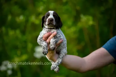 GSP Puppies CKC Registered German Shorthaired Pointers, View more