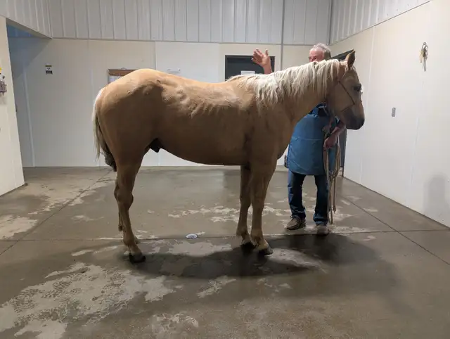 Registered Quarter horse, Palomino Stallion !! in Horses & Ponies for Rehoming in Edmonton - Image 3