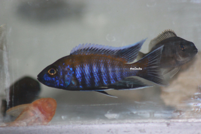 African Cichlid Walteri peacick for sale in Fish for Rehoming in Oshawa / Durham Region - Image 2