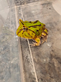 2 Pacman frogs Fantasy Green for sale 100 each