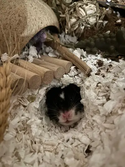 hamster for rehoming, View more