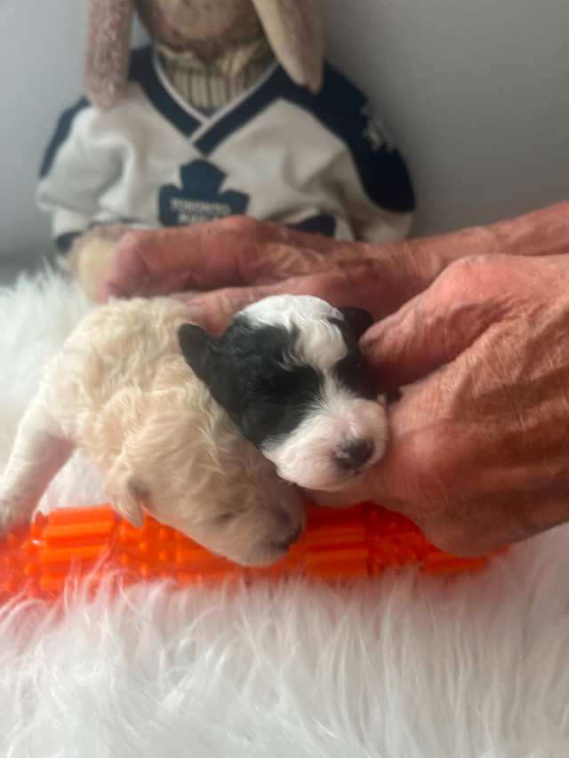 Teddy Bear Bichon Poo's in Dogs & Puppies for Rehoming in Oshawa / Durham Region - Image 2