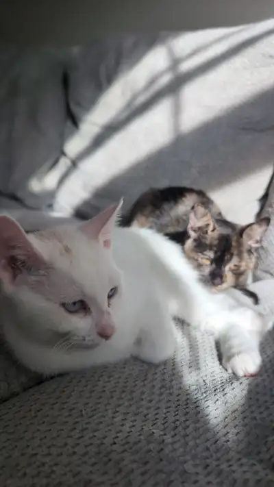 Mixed Turkish Angora kittens, View more