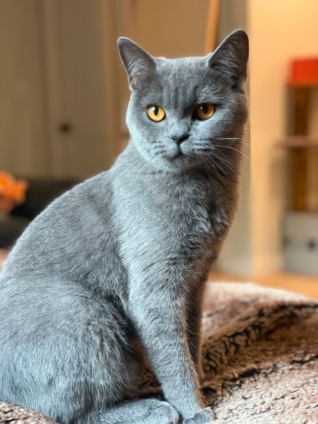  British Shorthair Female – Blue  in Cats & Kittens for Rehoming in Cowichan Valley / Duncan