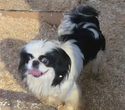 Gorgeous Pekingese girls!, View more