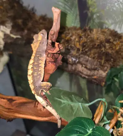 Gorgeous Juvenile Crested Gecko - Harlequin/Dalmation, View more