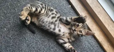 chat de bengal chaton bengal pure race prets a partir, View more