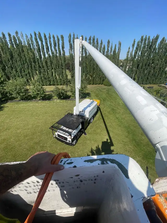 Tree Service Pruning, Removals & Emergency Wind Storm Damage | Lawn ...