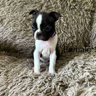 Boston Terrier Puppies, View more