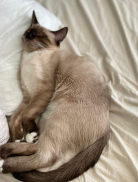 Rehome Siamese 1 year old male cat free