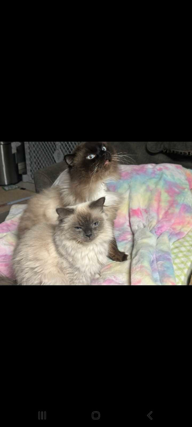 Ragdoll kittens in Cats & Kittens for Rehoming in Richmond