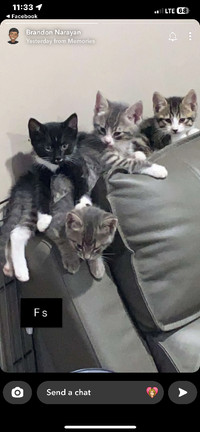 Adorable Kittens for sale