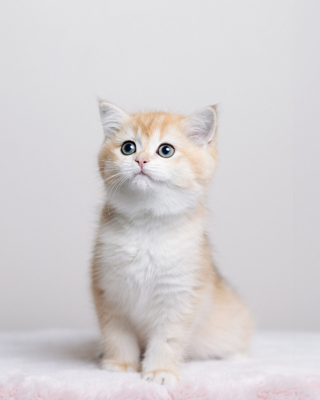 British shorthair golden kitten dans Chats et chatons à adopter  à Ville de Montréal - Image 2