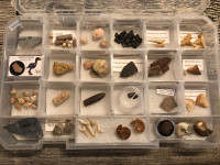 Kit de fossiles, dent et autre dinosaure plusieurs M.A