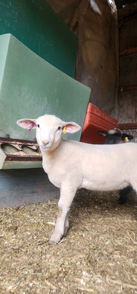 Suffolk X Dorset ewe lamb 