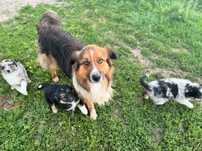 Australian shepherd Puppies, View more