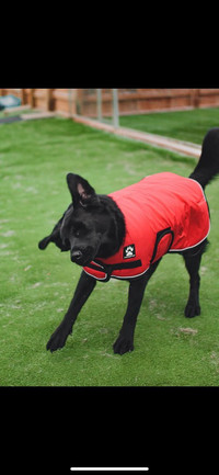 X-Large Dog Coat