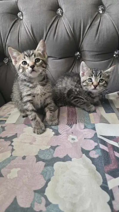 Beautiful And Healthy Kittens for rehoming, View more