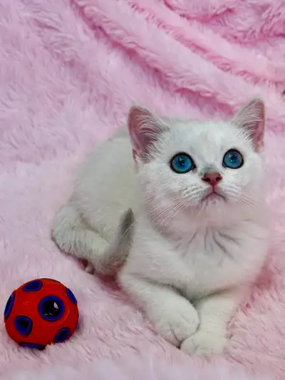 PUREBRED BRITISH SHORTHAIR GIRL !, View more
