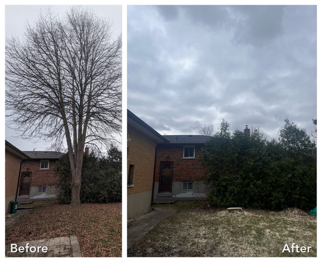 Affordable Tree Services - Gold Standard Tree Services in Lawn, Tree Maintenance & Eavestrough in Oshawa / Durham Region - Image 2