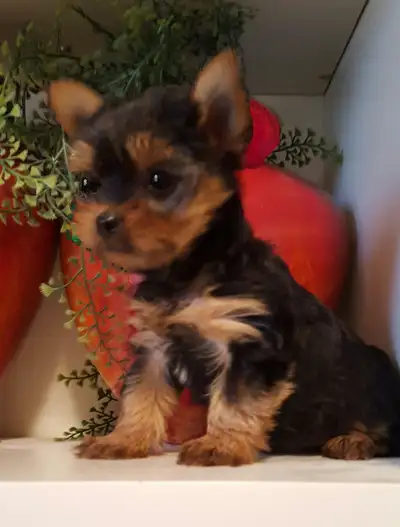 Yorkie puppy male, Adorable!, View more
