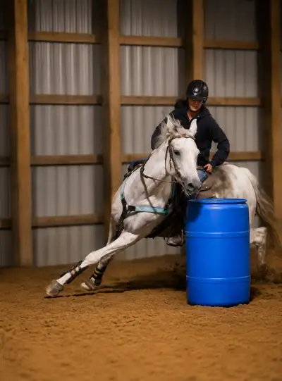 LOOKING FOR: QUARTER HORSE GELDING , View more