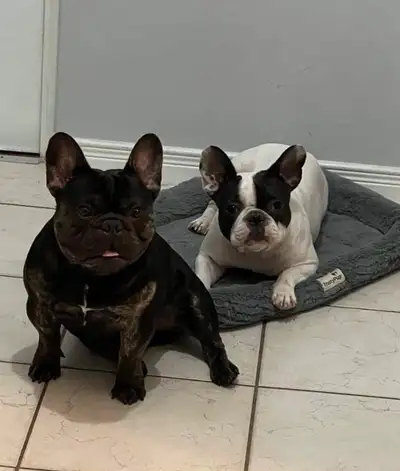 I looking for a lovely home for my dogs!!, View more