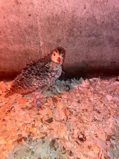 Ring Necked Pheasants, View more
