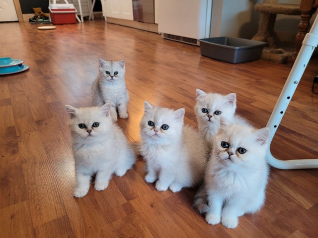 ❤️Registered  Exotic Shorthair Kittens!!❤️ Only 2 left!! in Cats & Kittens for Rehoming in Calgary - Image 2