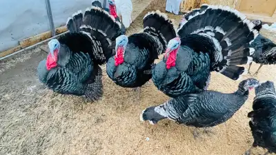 available: 1 Tom who is unrelated to 3 Hens these turkeys could be used for breeding, or for really...