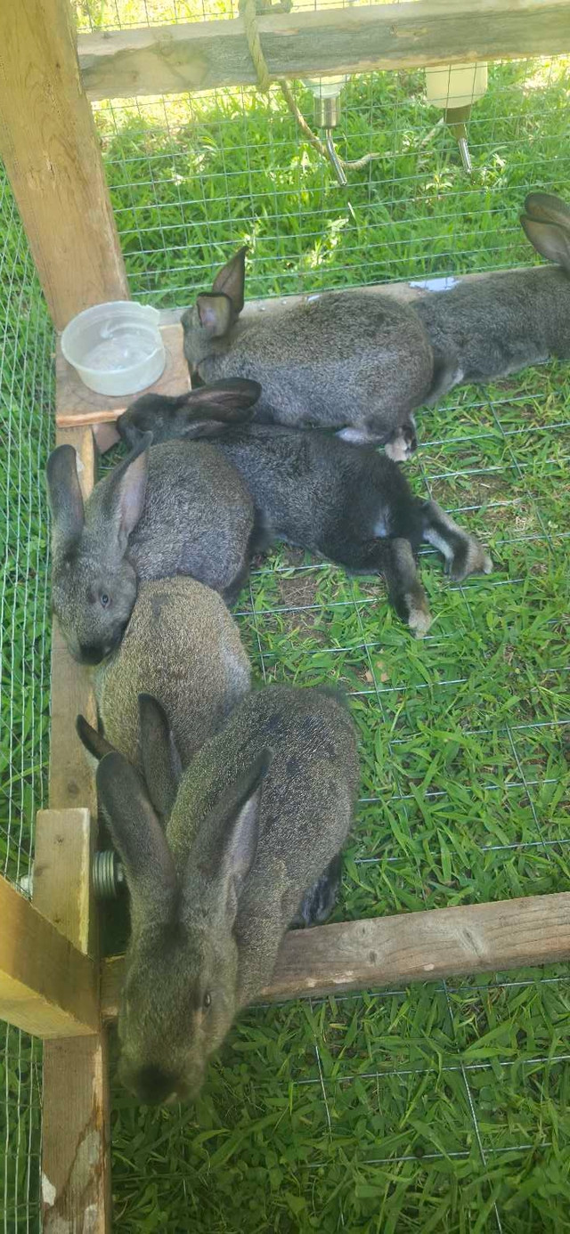 Rabbits for meat or pets in Small Animals for Rehoming in Hamilton - Image 4