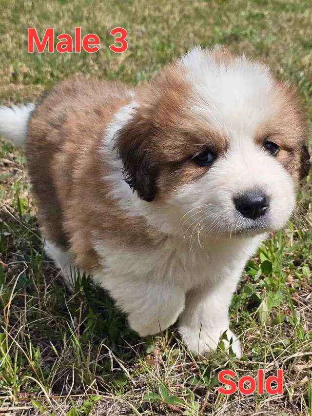 Great Bernese Puppies  **3 Left** in Dogs & Puppies for Rehoming in Edmonton - Image 9