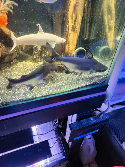 I have two Paroon Sharks being sold together. They are almost 9 inches now. They get very big and ea...
