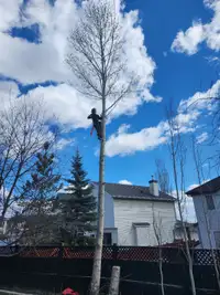 Expert Tree Services