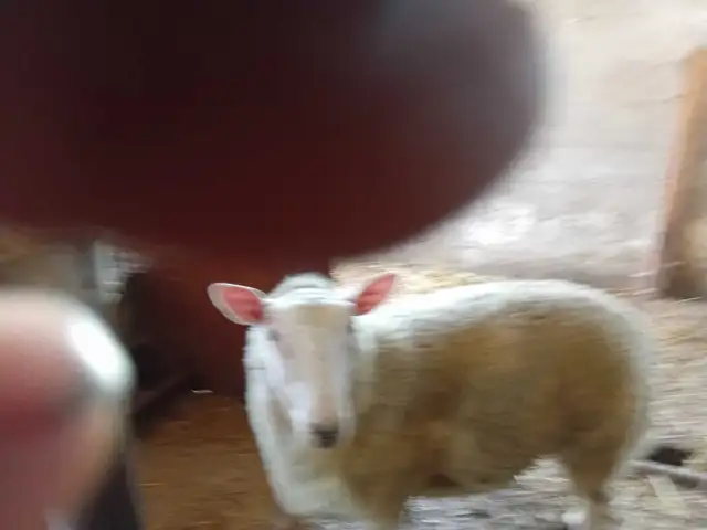 Yearling Ram for sale  in Livestock in Owen Sound - Image 2