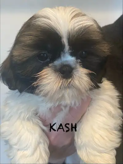 Tri-Color Shih Tzu Puppies, View more