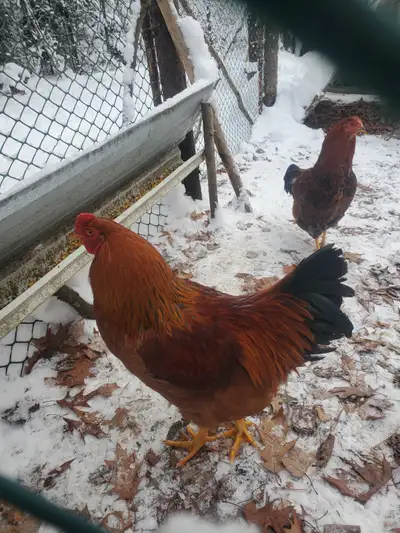 Almost Free Roosters, View more