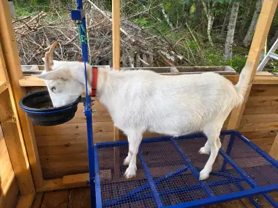 Paid Farm Sitter Needed – Goats & Small Hobby Farm, View more