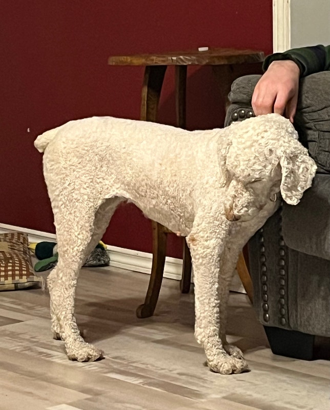 White standard poodle. Adult female Dogs & Puppies for Rehoming
