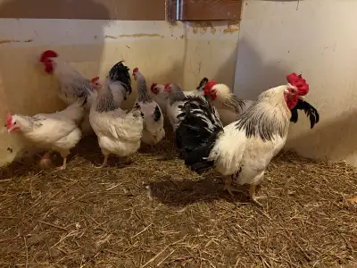 I’ve got 2 purebred Columbian Rock chicks available that hatched April 1. Rocks are hardy, active bi...