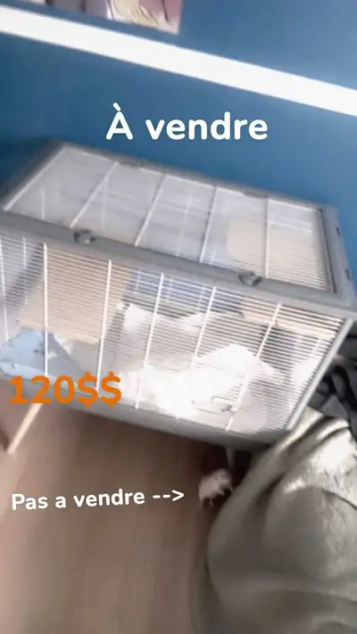 Je vends une cage pour animaux de compagnie. Elle est en bon état et parfaite pour les petits animau...