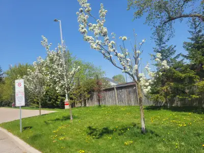 2 BHK Apartment is available near Oshawa center. Good for a small family or working professionals. B...