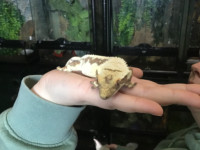 Lily white female crested gecko