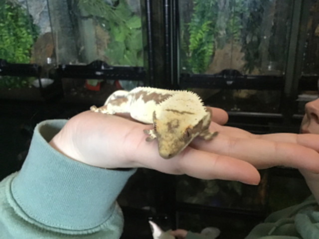 Lily white female crested gecko in Reptiles & Amphibians for Rehoming in Kawartha Lakes