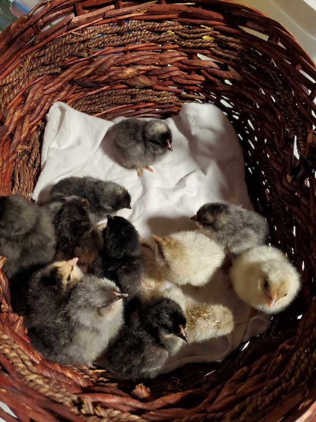 Day Old Chicks Available - Easter Eggers & Barred Rocks in Livestock in Chatham-Kent - Image 2
